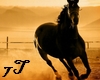 7T* Black Horse pic