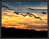 Flying Birds