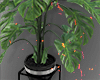 ☯ Potted Monstera