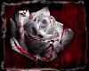Blood Rose 