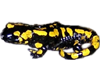 {T}FireSalamander