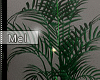Mel*Willow Plant