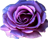 Amethyst passion rose