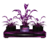 purple haze plant trio 