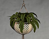 M* Hanging Plant