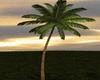 Single Ani. Palm Tree