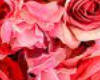 skull/rose 2.0