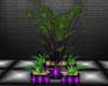 purple triple plants