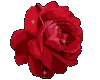 Sparkle Red Rose 1002