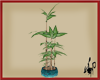 OOE Bamboo Plant