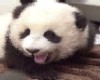Panda Smiles