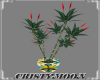 *CM*TRANQUILITY-PLANT