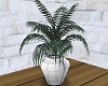 Plant White Pot