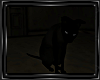 Nevermore Black Cat