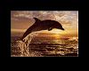*SL*Sunset Dolphin