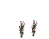 Rose Vines