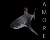 DRD-Animated Shark