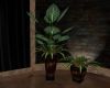 Tiger potted plants