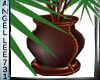 CLUB POTTED PALM