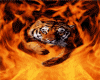 TIGER WITH FLAMES..