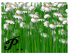 P * Daisy Flower Grass