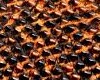 dragon fire skin 
