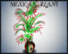 mexico plant