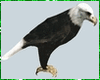 Eagle Animated