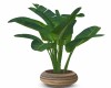 Banana Leaf Plant