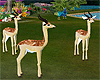 Deer  Group