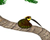 OY TROPICAL BIRD