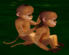 Playfull Baby Monkeys