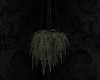 Nevermore Hanging Fern
