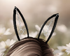 Bunny Ears
