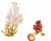Corals 2