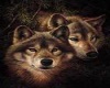 two brown wolves