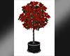 ~S~ Poinsietta Tree
