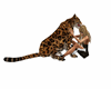Leopard love