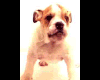 LL~Sticker Dog Animated