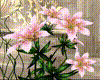 Lily Flower Pot
