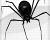 [Black Widow]