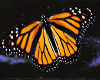 Head Butterfly