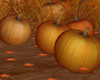 September Pumpkins