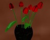 Red Tulips