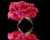 .:Sw:. Roses i love you