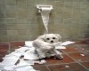 [ML] Puppy trouble