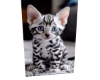 Cat 6