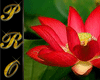 lotus flower 53