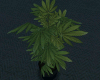 Weed Plant derivable