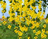 {PJl}Yellow flowers